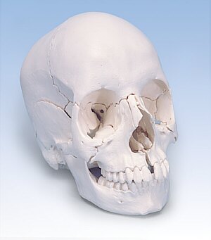 Cráneo para estudiar anatomía,cabeza y cuello, desmontable en 22 partes A290