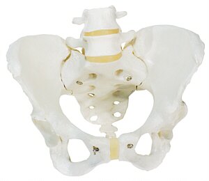 Esqueleto de la Pelvis, femenino  A61