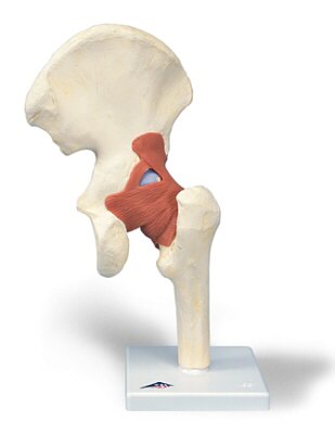 Modelo funcional de la articulación de la cadera de lujo  A81/1