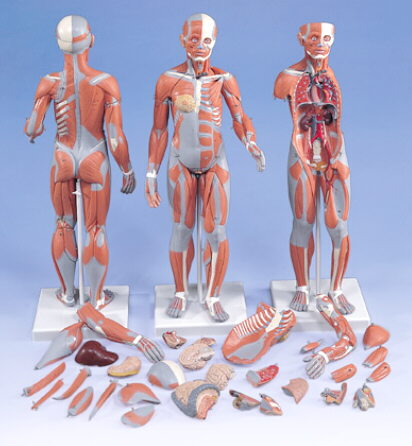 Figura Completa de Doble Sexo con Músculos, con órganos internos, desmontable en 33 piezas  B55