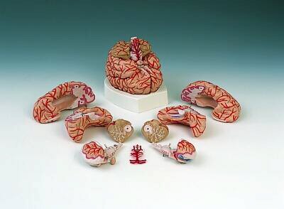 Cerebro de Lujo con Arterias, desmontable en 9 piezas  C20