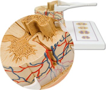 Modelo de médula espinal con terminaciones nerviosas, escala 5 a 1 C41
