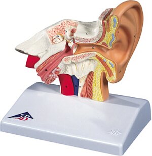 Modelo del oído para el escritorio, 1,5 veces su tamaño natural  E12