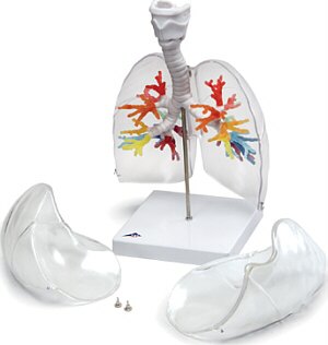 Árbol bronquial con laringe y pulmón transparentes modelados a partir de una TAC G23/1
