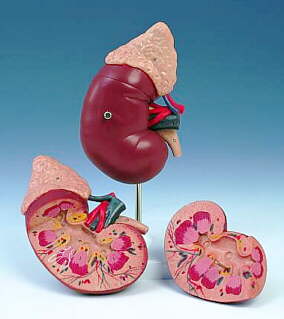 Modelo de riñón y glándula adrenal, desmontable en 2 piezas K12