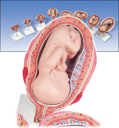 Serie de 8 maquetas que ilustran el desarrollo del Embarazo L10