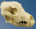 Cráneo de un perro (Canis domesticus)  W19010