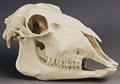 Cráneo de una oveja (Ovis aries)  W19011