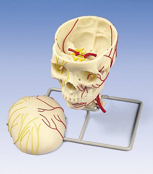  Cráneo neurovascular W19018