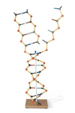 ADN - ARN Set  W19801