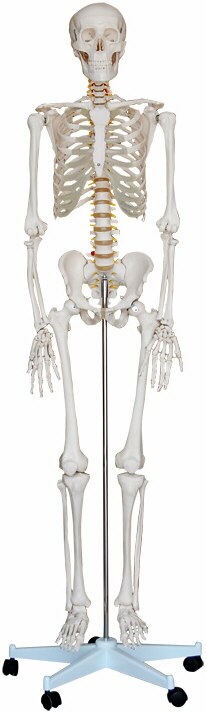 Modelo de esqueleto humano, tamaño natural, con soporte, salidas de raíces nerviosas y arterias vertebrales XC-101