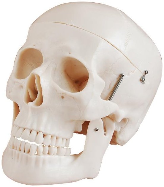Modelo de cráneo para estudiar anatomía, divisible en 3 partes XC-104D