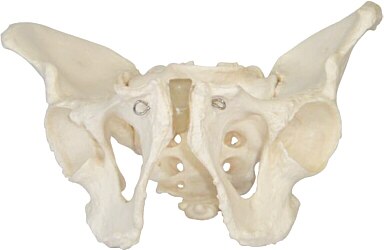 Modelo óseo de pelvis masculina adulta XC-123