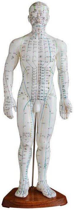 Modelo de cuerpo humano masculino para prácticas de acupuntura, 50 cm XC-503
