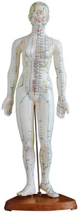 Modelo de cuerpo humano femenino para prácticas de acupuntura, 48 cm XC-504 