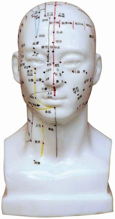 Modelo de cabeza humana para prácticas de acupuntura XC-507 