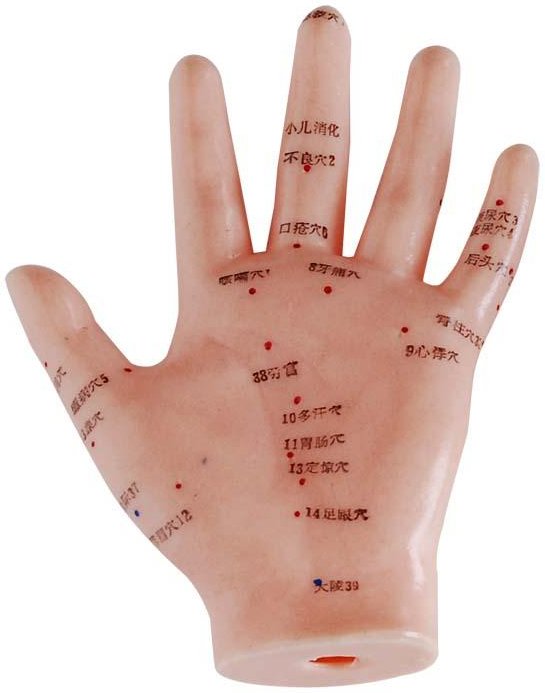 Modelo de mano para prácticas de acupuntura (13 cm) XC-509 