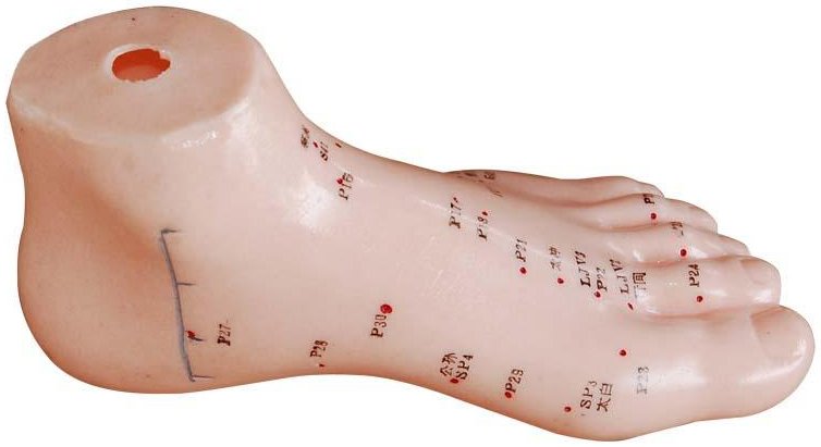 Modelo de pie para prácticas de acupuntura (13 cm) XC-510 