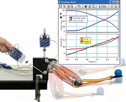 Modelo Funcional del Brazo Humano p/usar c/sensores PasPort o ScienceWorkshop PS-2611