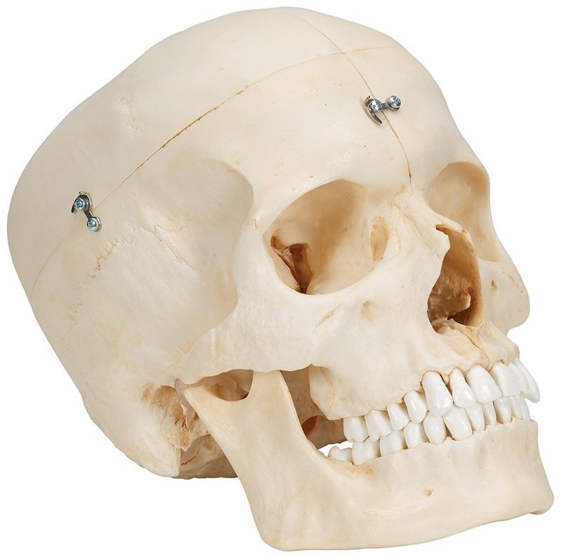 Cráneo para estudiar anatomía y odontología, con textura y densidad muy realistas, divisible en 6 partes A281