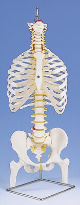 Columna Flexible - Versión Clásica con costillas y cabezas de fémur A56/2
