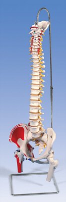 Columna Flexible - Versión Clásica pintada con cabezas de fémur y demonstración de musculos A58/3