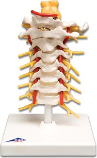 Columna cervical A72