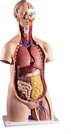 Torso clásico asexuado, 14 partes B13