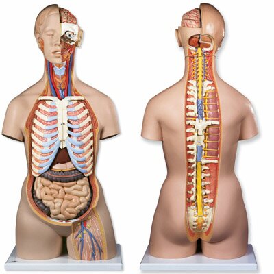 Torso clásico asexuado con espalda abierta, 21 partes B17
