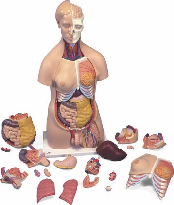 Torso de lujo bisexuado, 20 partes B32