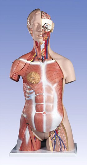 Torso de lujo con músculos, 31 partes B40