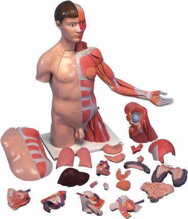 Torso de lujo y brazo con músculos, 33 partes B42