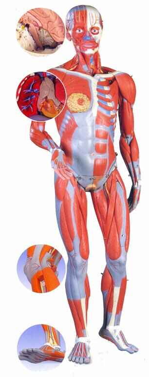 Figura con Músculos de Doble Sexo, desmontable en 45 piezas B50