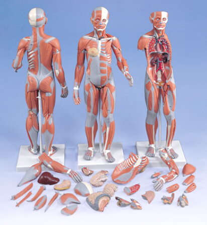 Figura Completa de Doble Sexo con Músculos, con órganos internos, desmontable en 33 piezas B55
