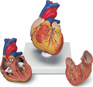 CardiologÃa
