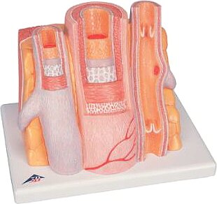 3B MICROanatomy(tm) Arteria y Vena G42