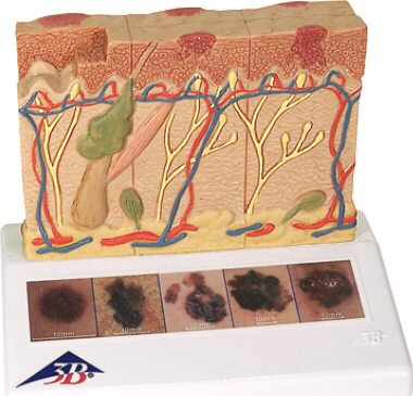 HistologÃa Humana
