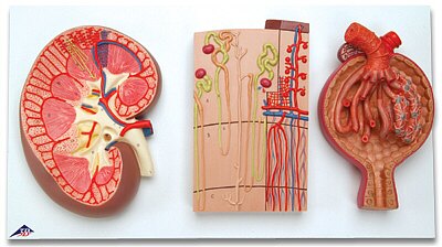El Riñón, el Nefrón, los Conductos Sanguíneos y el Corpúsculo Renal K11