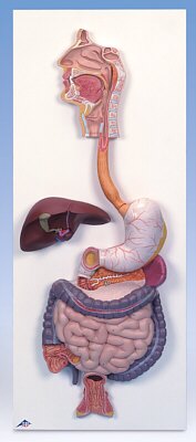 El sistema digestivo, de 3 piezas K21