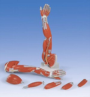 Brazo con músculos diseccionables, desmontable en 6 piezas M10