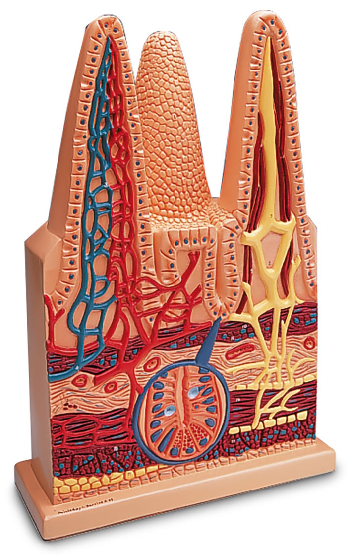 Vellosidad Intestinal, escala 100 a 1 W42507